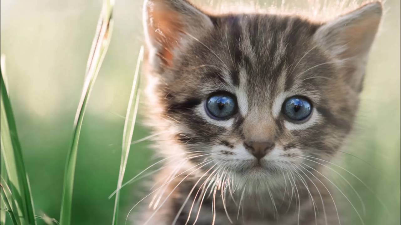 Moshlub - Txhob Quaj Hmo No