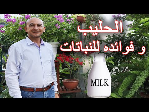 فيديو: الحليب كسماد - تغذية النباتات بالحليب