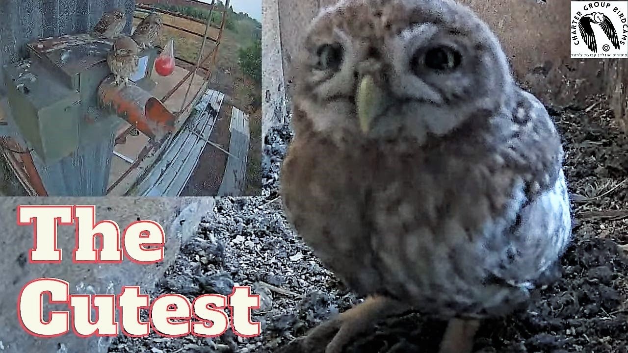 Watch This Baby Little Owl Steal the Show with Its Playful Antics