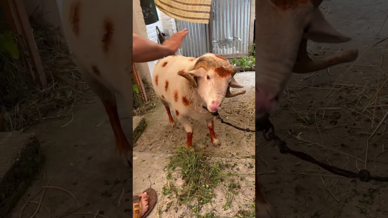 Kangra Sheep In Kashmir Qurbanistatus Sheepsheep Sheepfight