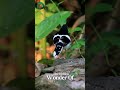 Hidden Blue Jewel of Borneo Secrets of the Bornean Flycatcher #wildlife #animals #shorts