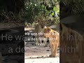 Daniel and the Lions' Den (Daniel 6:1-28)