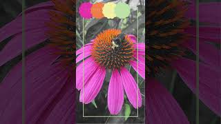 Color Eyes 1: Creating a palette from a flower photo #shorts #color #colorpalette screenshot 1