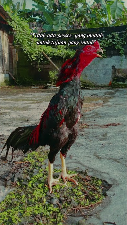 ayam Bangkok #pecinta ayam