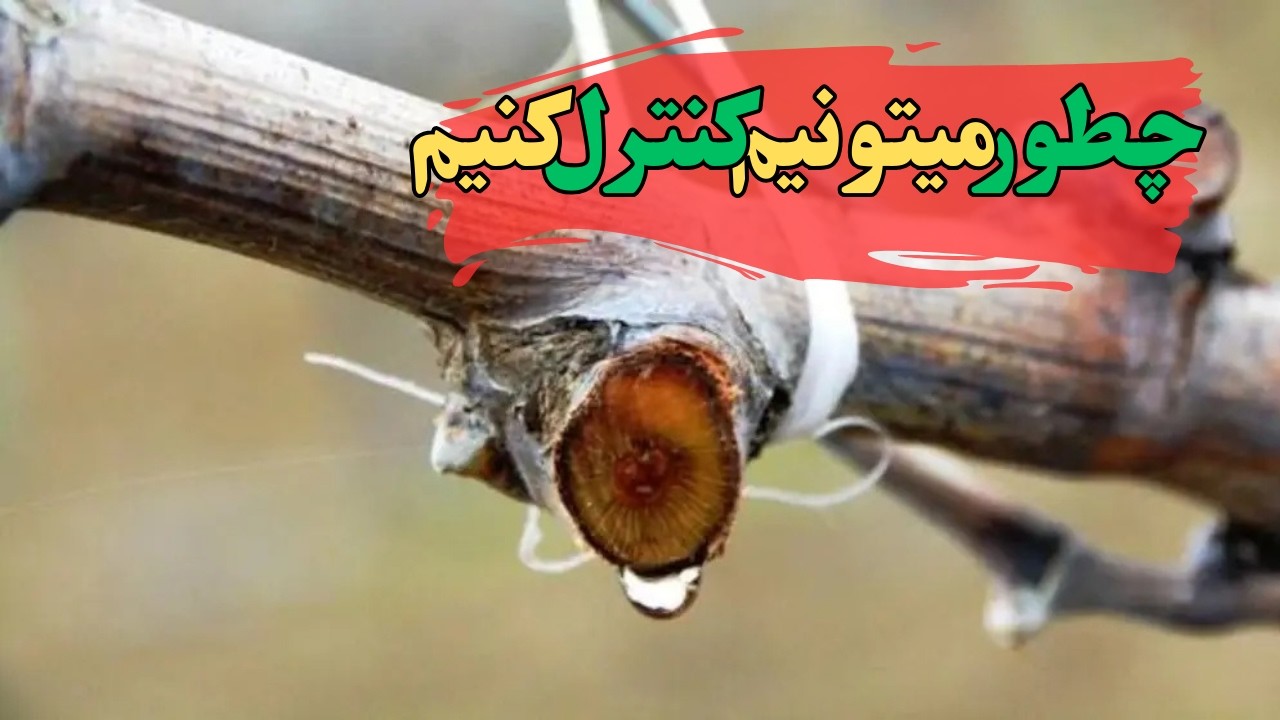 چرا از درخت انگور آب میاد؟علت خروج شیرآبه یا خونریزی یا اشک درخت انگور و راه حل.