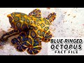 Blue-ringed Octopus facts: a Small Cephalopod with a Deadly Bite | Animal Fact Files