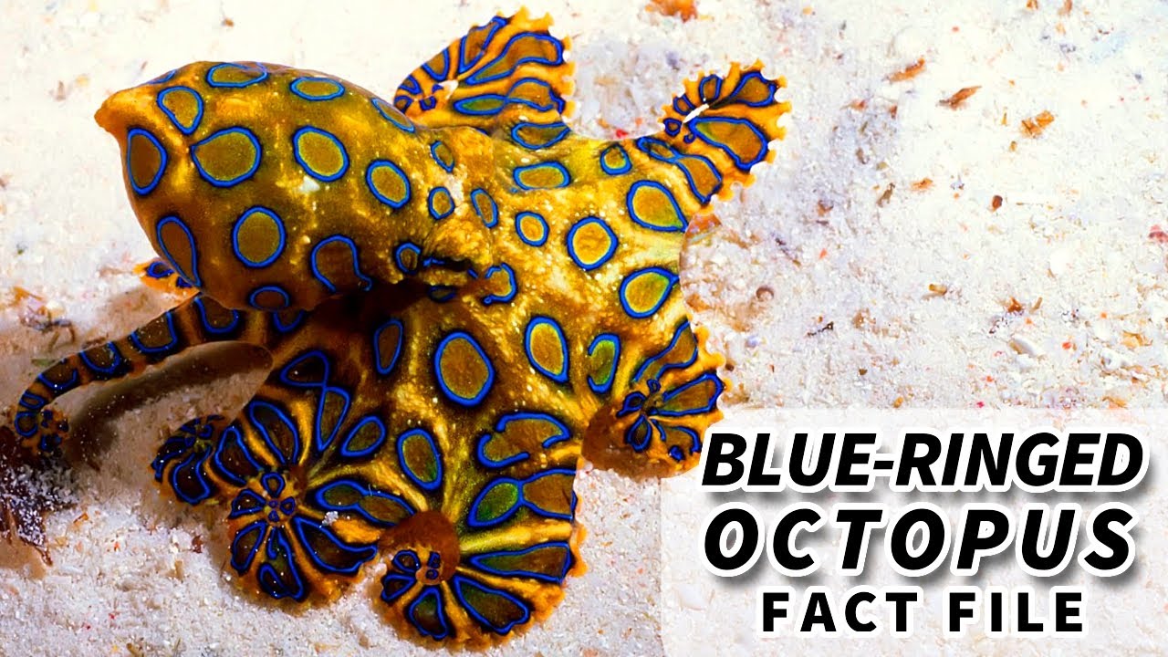 Why is the Beautiful Blue-Ringed Octopus So Deadly?