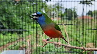 bondol ijo binglis gacor Pin-tailed parrotfinch singing Emprit pelangi gacor