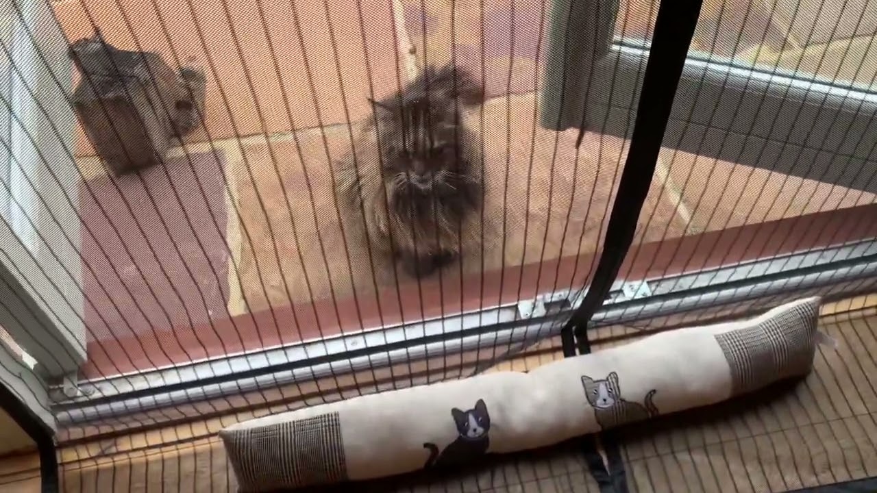 Are Maine Coons Stubborn? Find Out Now! YouTube