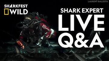 The Secret Social Life of Sharks | Sharkfest Live Q&A | National Geographic Wild UK