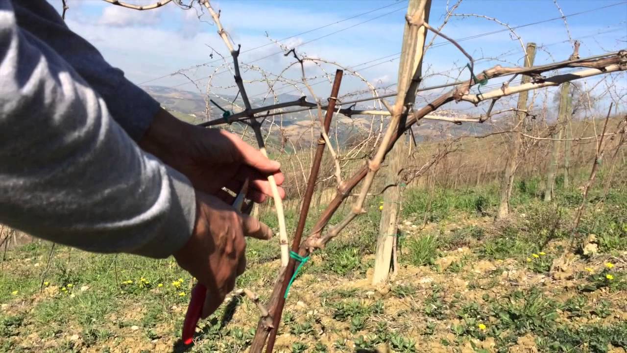 Vine Pruning - Guyot Trellis - YouTube