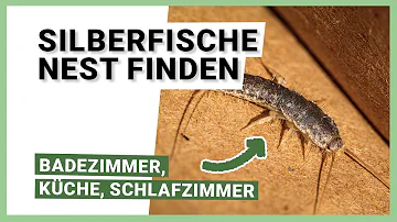 Warum habe ich Silberfische im Schlafzimmer?