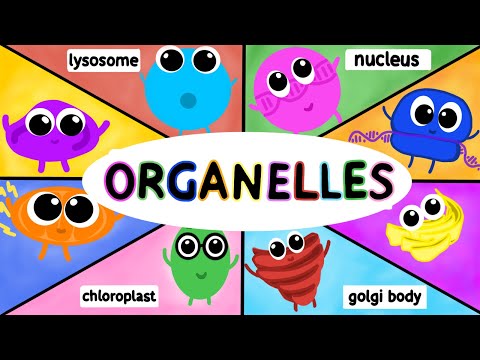 Video: Vilka färger har organellerna i en djurcell?