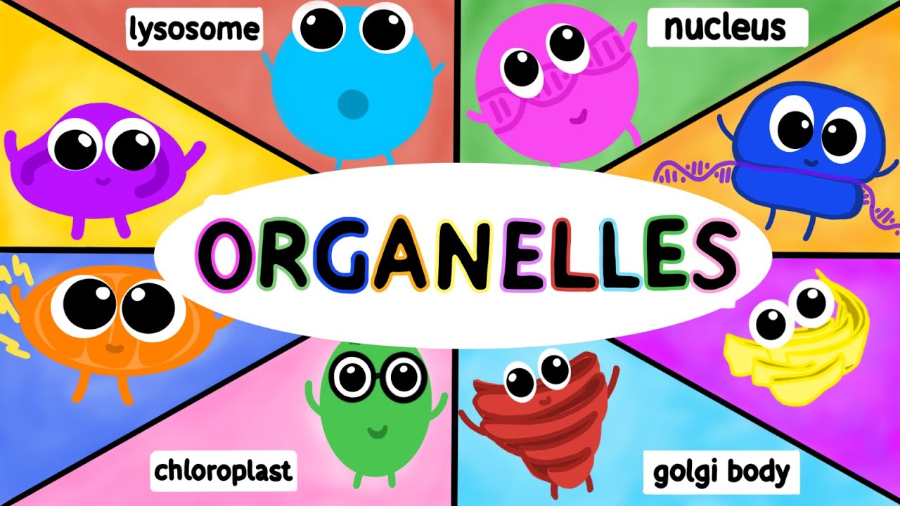 Organelles: Structure And Function (Ap Biology)