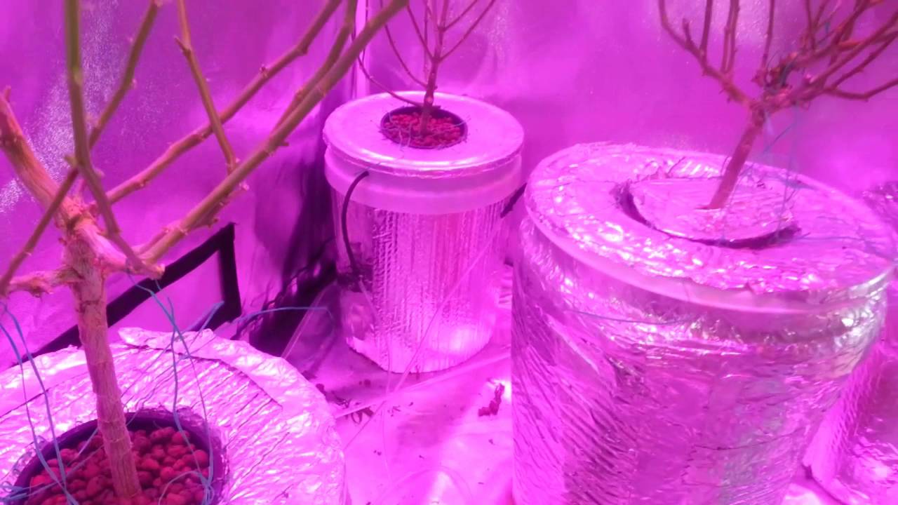 Flower tent update AK47 is recovering using 3-300w Mars hydro led wit sesni  advanced nutrients