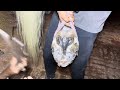 Title: Giant White Racing Horse Shoeing Process | Amazing Farrier Skills | Factory Business Video