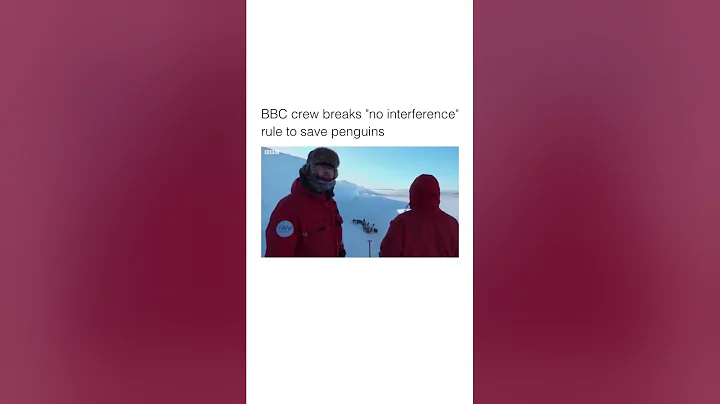 bbc crew breaks "no interferance" rule to save penguins wholesome video