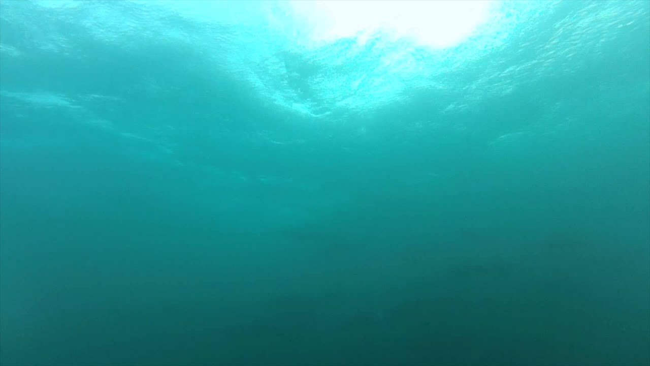 Massive school of silky sharks in Malpelo