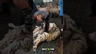 Nervous Ewe Meets Confident Shearer