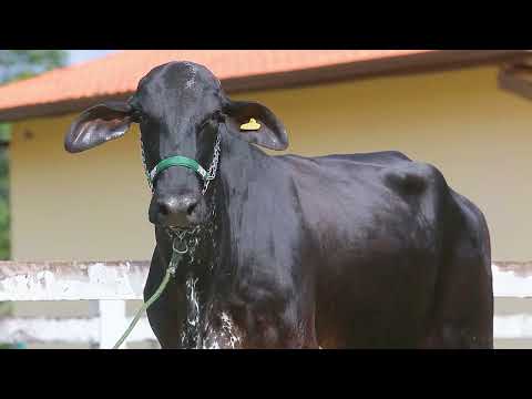 LOTE 17 - JBF0189