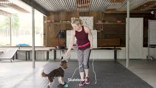 Therapy dog Labradoodle performing tricks