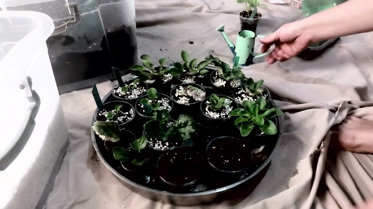 MENEKŞE YAVRU AYIRMA \ MENEKŞE GENÇLEŞTİRME \ MENEKŞE BAKIMI 