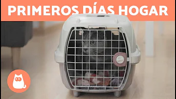 ¿Cuánto tarda un gato adoptado en adaptarse a un nuevo hogar?