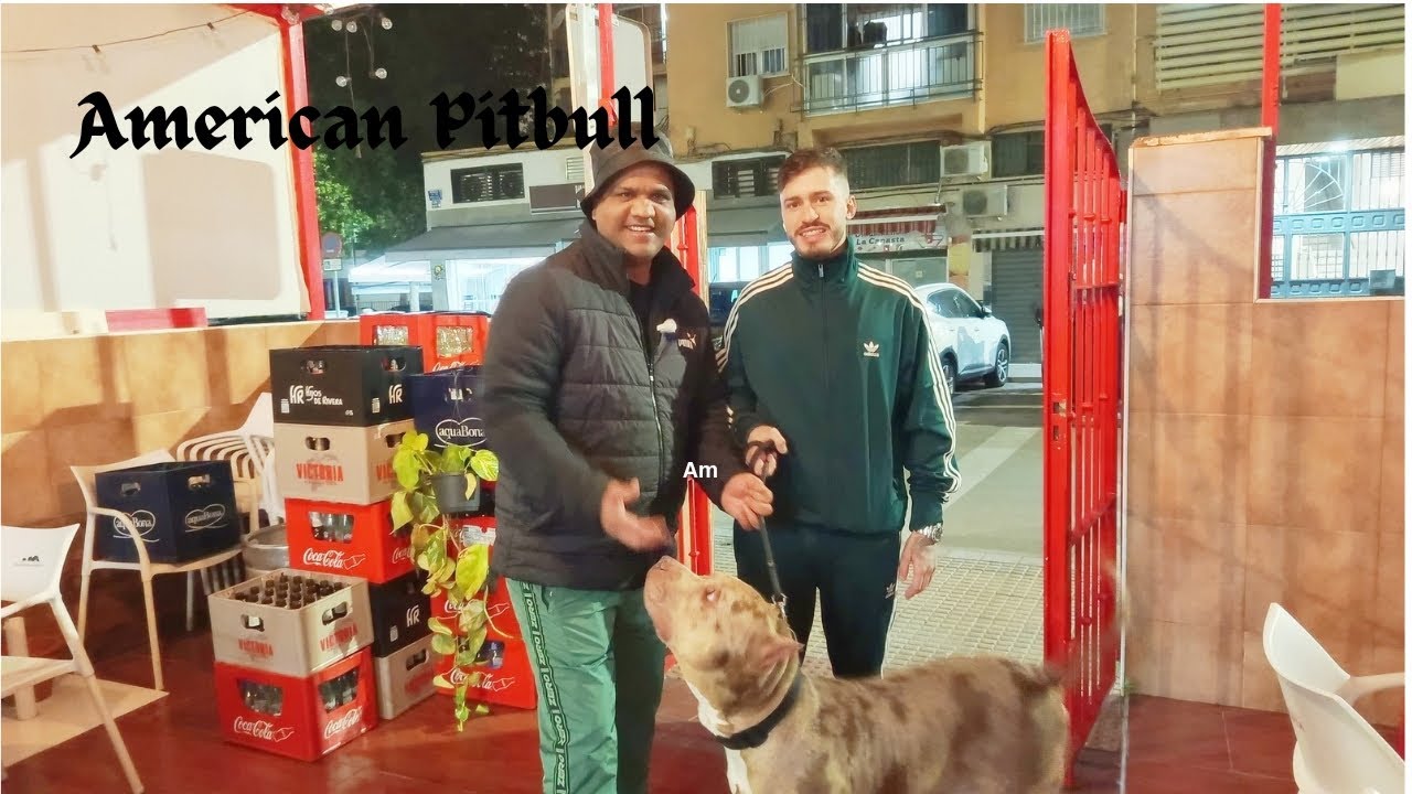 American Bully pitbull🐕