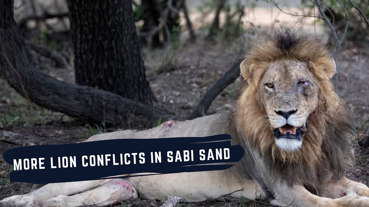 KAMBULA MALE VS MANTIMAHLE MALES - GIJIMA MALES VS NKHULU MALES - LIONS ...
