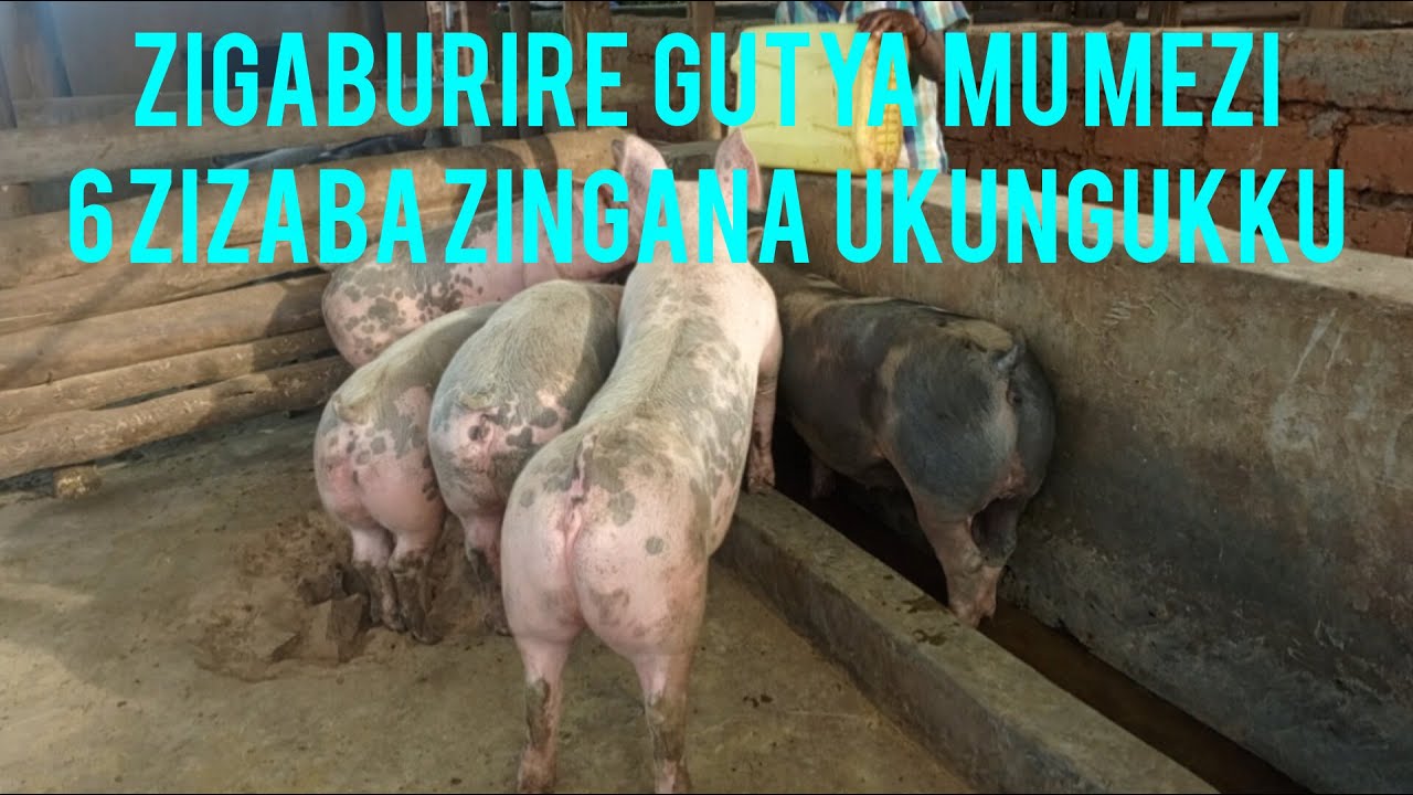 PART2: TWIGE KWIVANGIRA IBIRYO BY' INGURUBE ZIGEZE MUGIHE CYA GROWER.