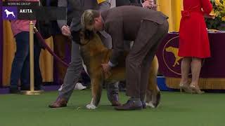 Akitas | Breed Judging 2020