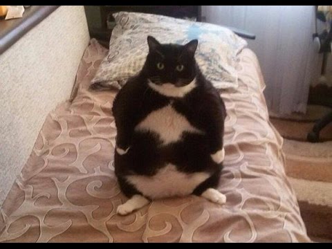 FUNNY FAT  CATS  COMPILATION TRY NOT  TO LAUGH OR GRIN 