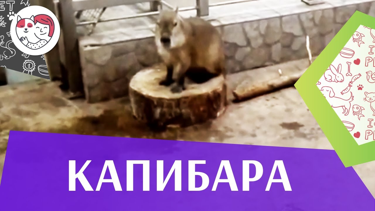 питомцы кукол лол Капибара Внешний вид на ilikepet