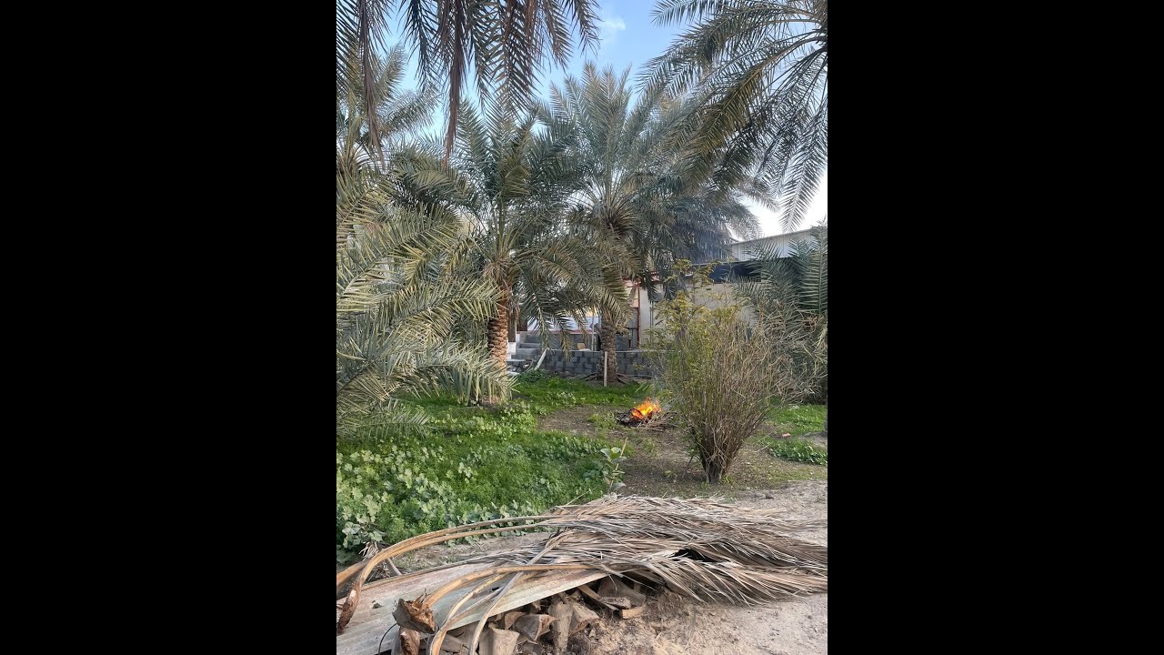 للبيع مزرعة صك في حي الطرف مساحة 3 آلاف متر السعر مليون و 375 ألف (رقم الإعلان: 25400)