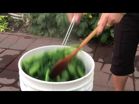 Video: Ua Noj Pickled Dib Kua Zaub Nrog Buckwheat