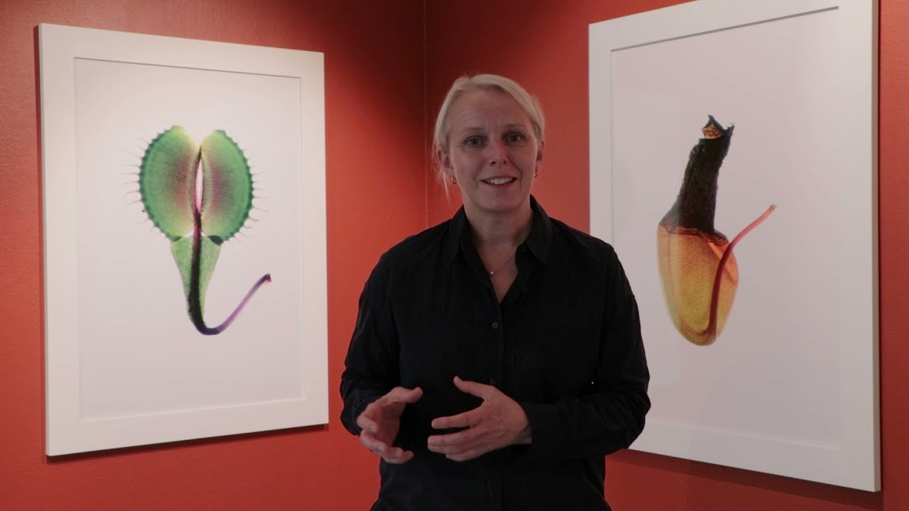 Tuija Lindström - Introduktion till utställningen