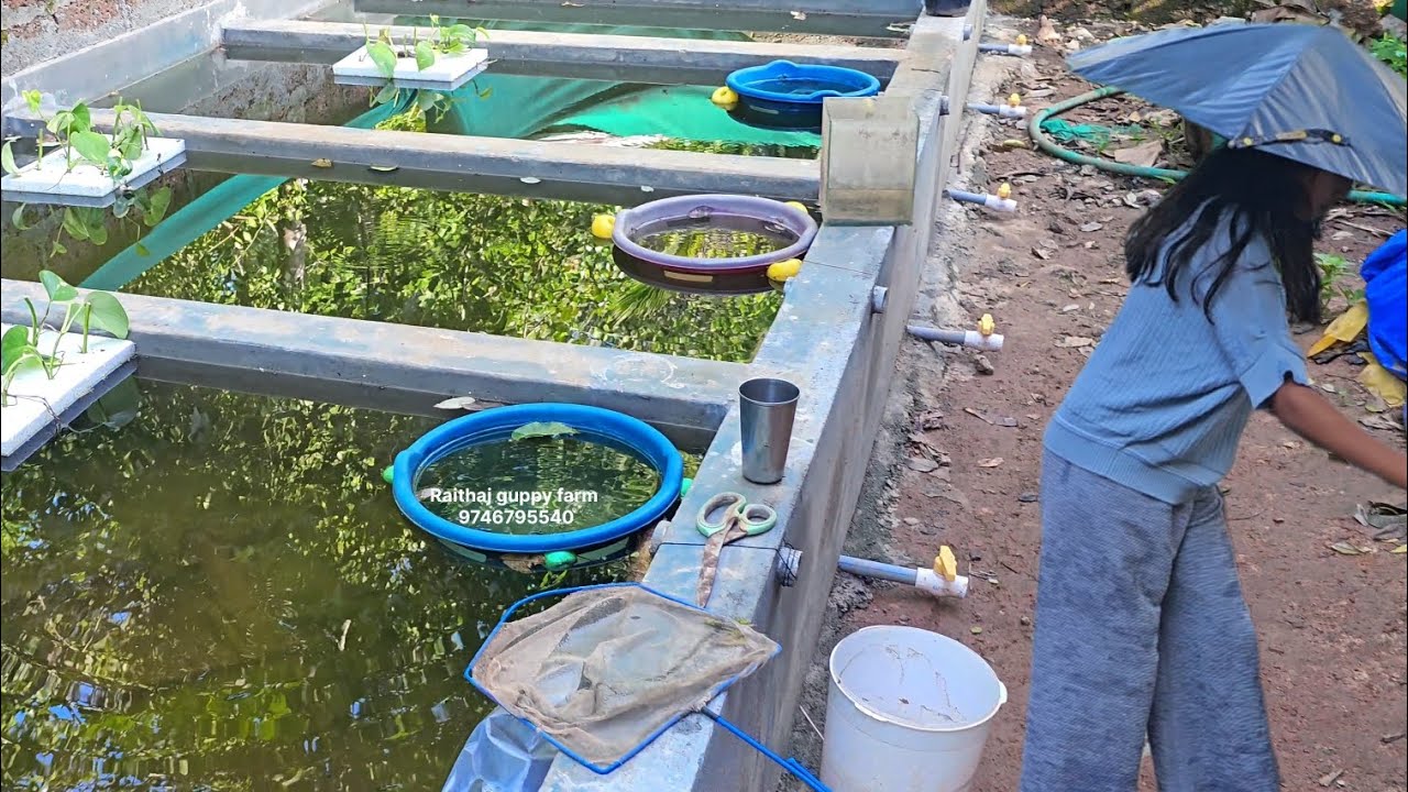 KERALA Most Colourful Guppies | Platinum white bigear| purple berry dragon Bigear, 