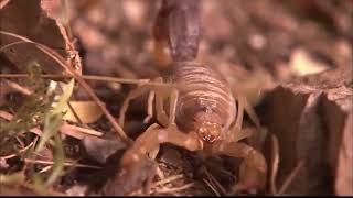 #WILDLIFE National Geographic Wild   Deadly Scorpions   Documentary HD 2017 Trim