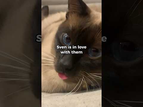 Are male cats