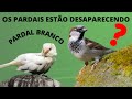 PARDAL! ELES ESTÃO MESMO DESAPARECENDO? POR QUE HOJE EXISTEM MENOS PARDAIS? QUAL A ORIGEM DELES?