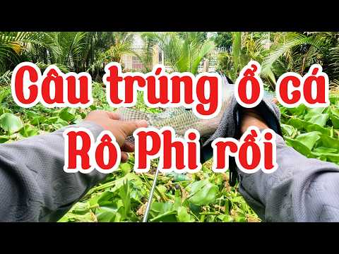 Câu cá tập 11 - Trúng ổ cá rô phi dưới đám lục bình trong cái cống nhưng rác quá dễ banh ổ