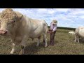 Cockerington Cattle Summer 2018