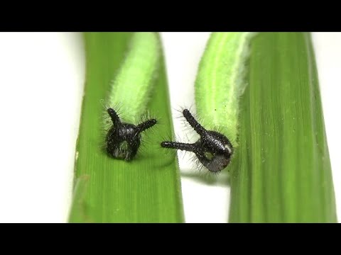 なにこの可愛い生物 Youtube