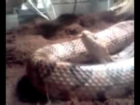 Snake yawning