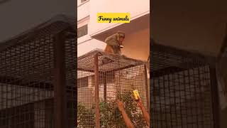 funny monkey