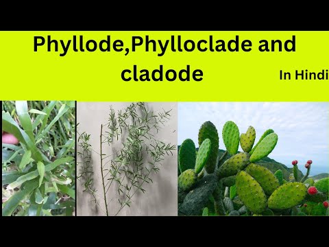 Video: Er phyllode en cladode?