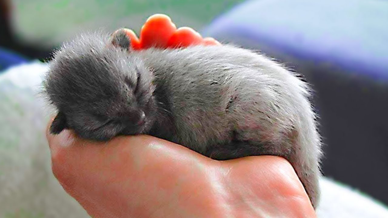 They Thought They Had Rescued A Sweet Gray Kitten, But Then His Color