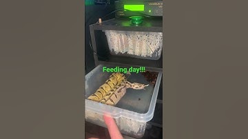 Almost done feeding day!!! Ball python vs rat
