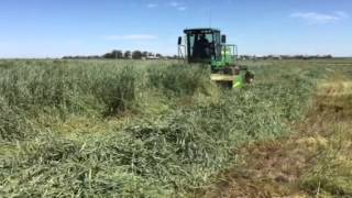 Cutting Triticale 2015