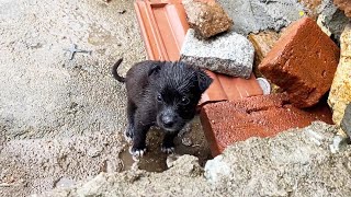 The Abandoned Puppy, Soaked By The Rain, Shivering, Cold And Hungry, So Pitiful